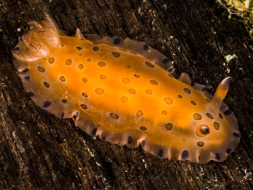 Dendrodoris guttata